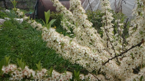 Вишня